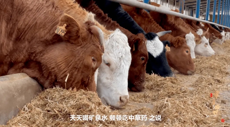 泾源黄牛肉